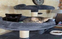Domestic Shorthair cats for sale: 2 Brothers Must Go Together Or Not At All!!! - Image 1