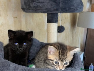 Domestic Shorthair cats for sale - Advert 1