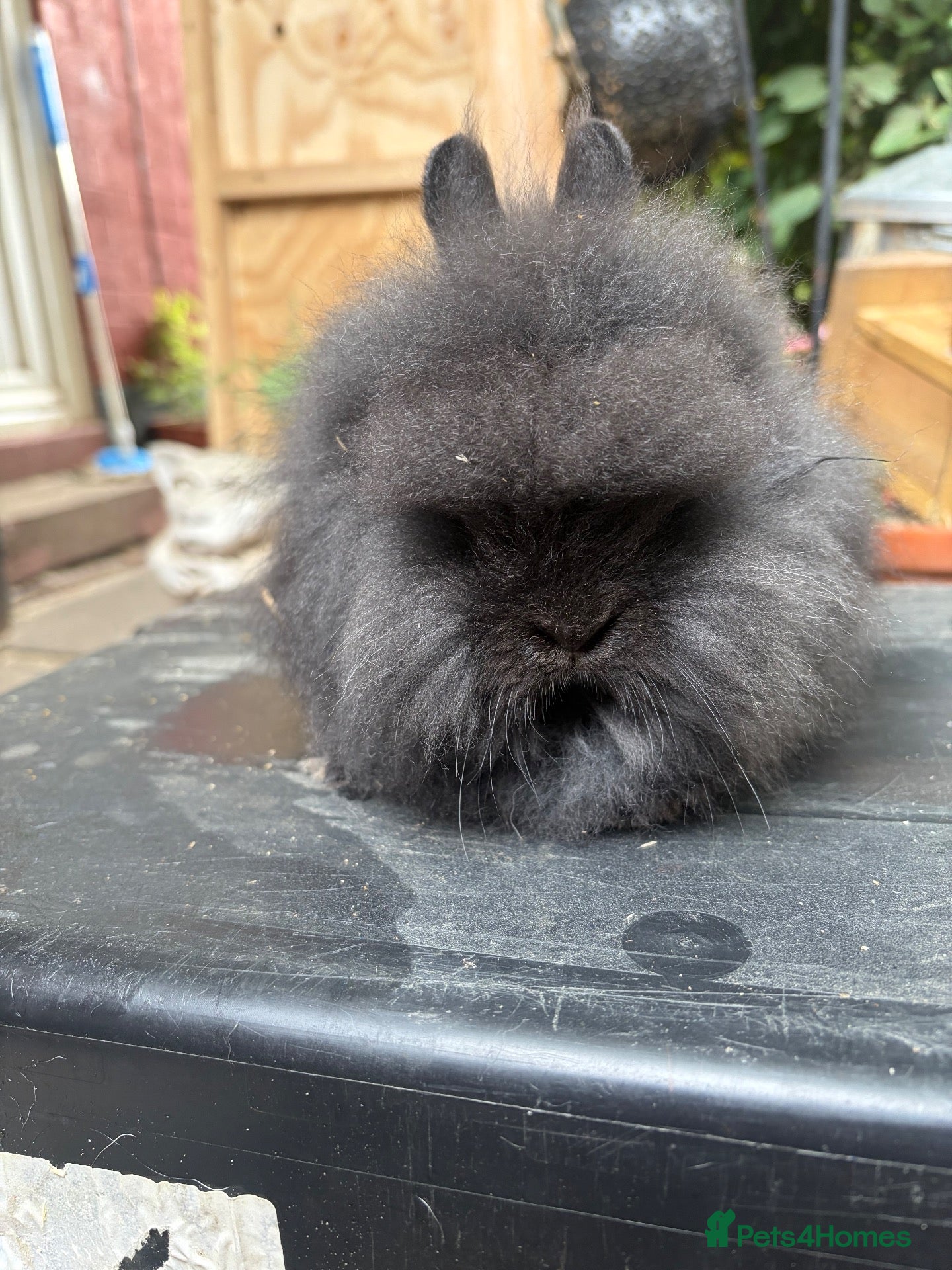 Lionhead rabbits Lion head  - Advert 2
