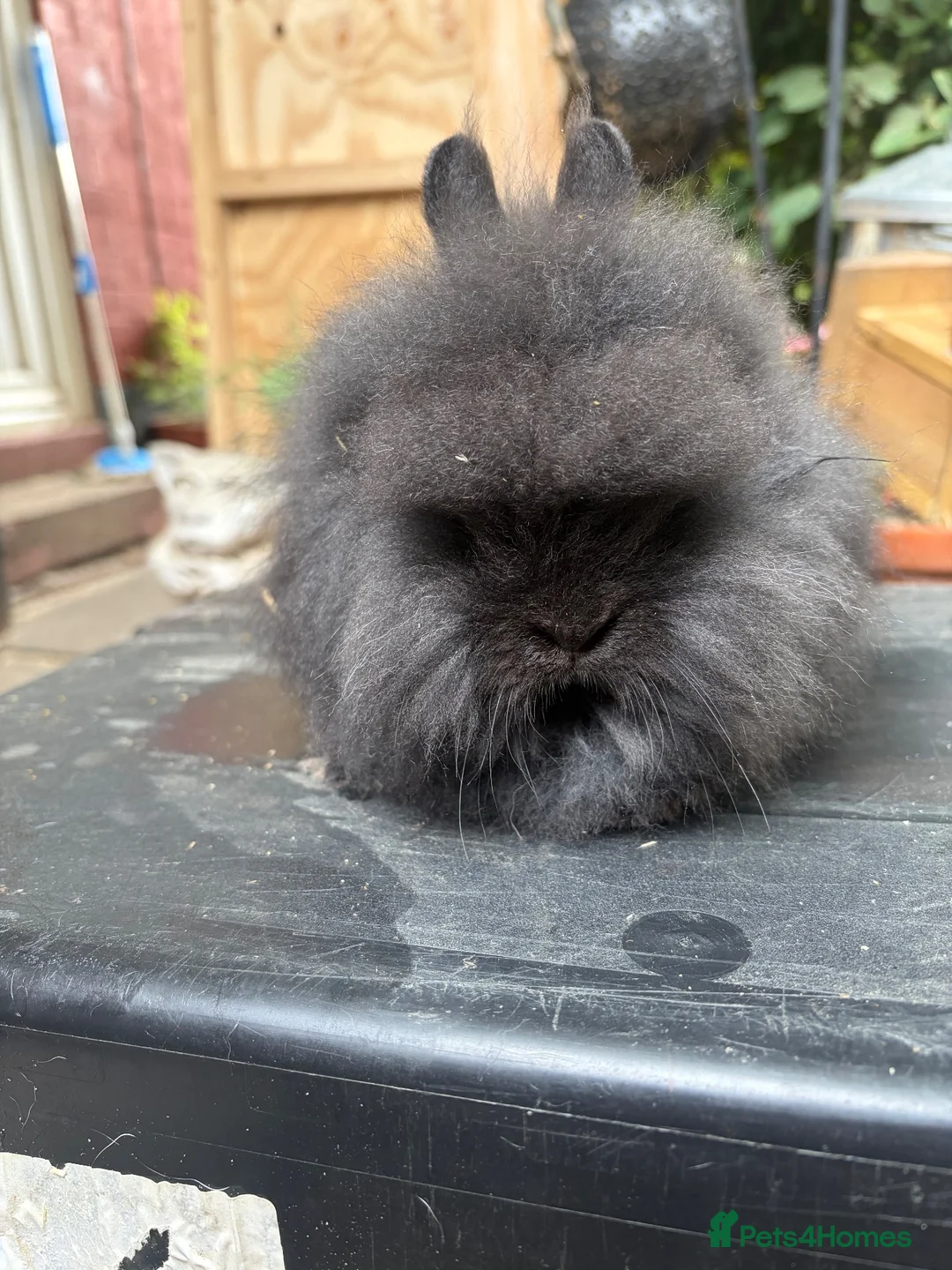 Lionhead rabbits for sale: Lion head  - Advert 2