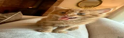Mixed Breed cats for sale: Beautiful Ginger Kittens  - Advert 25