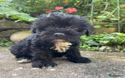 Mixed Breed dogs for sale: ❤️Beautiful Border Terrier cross puppies for sale. - Image 10