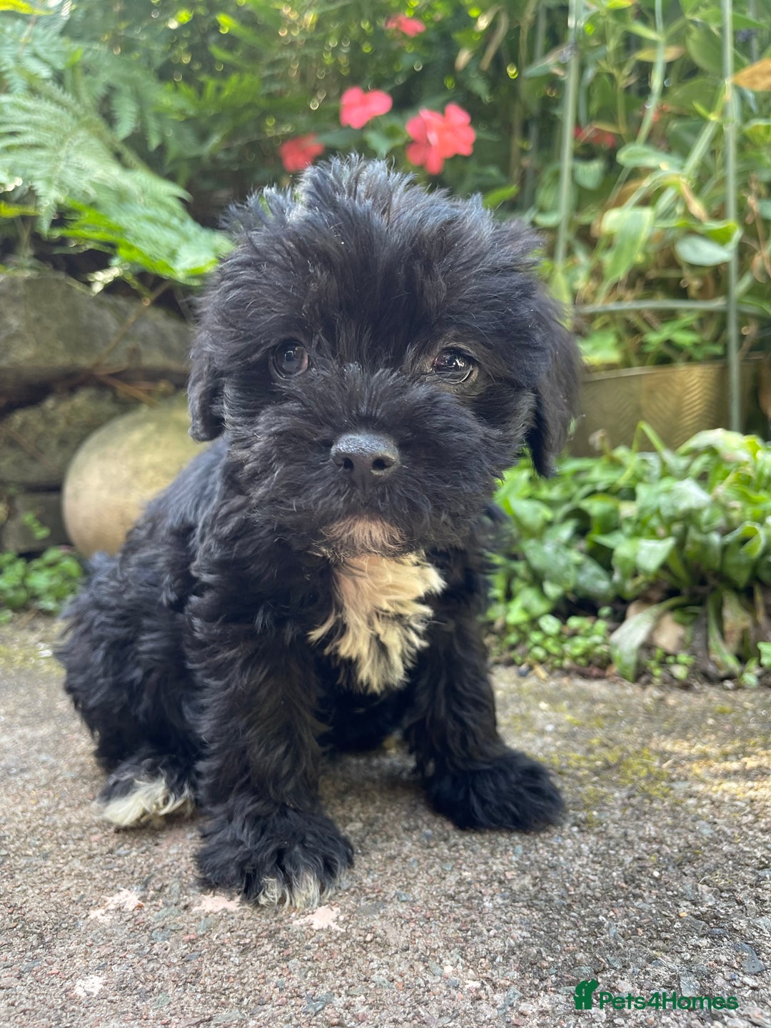 Mixed Breed dogs for sale: ❤️Beautiful Border Terrier cross puppies for sale. - Image 10