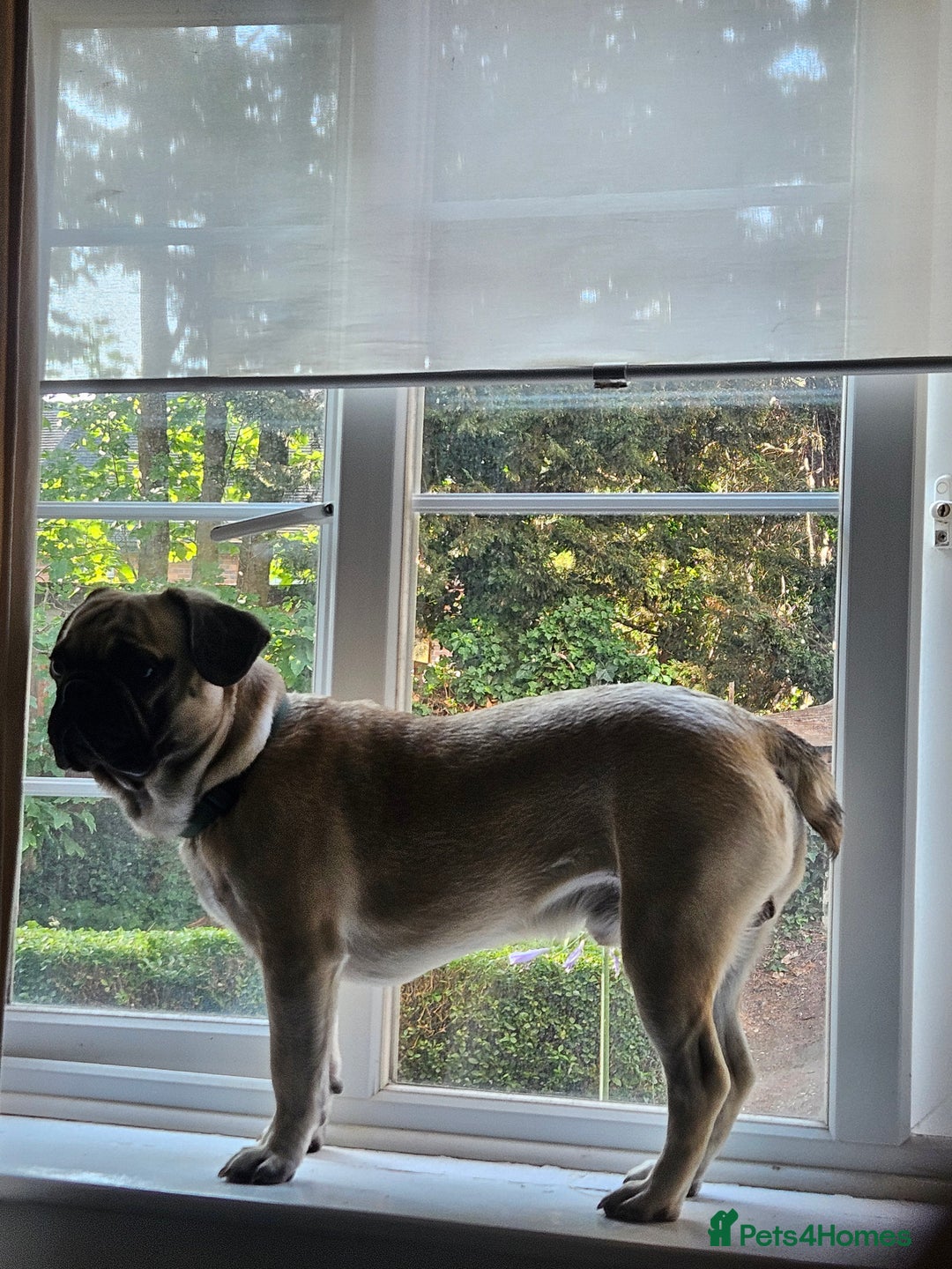 French Bulldog dogs for sale: 1 year old Frenchie cross - Max - Image 3