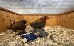 Chickens poultry for sale: Brahma bantams  - Image 4