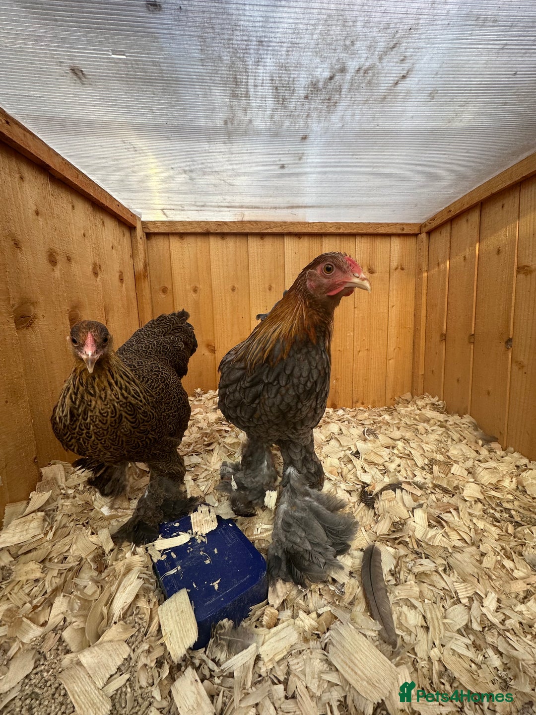 Chickens poultry for sale: Brahma bantams  - Image 4