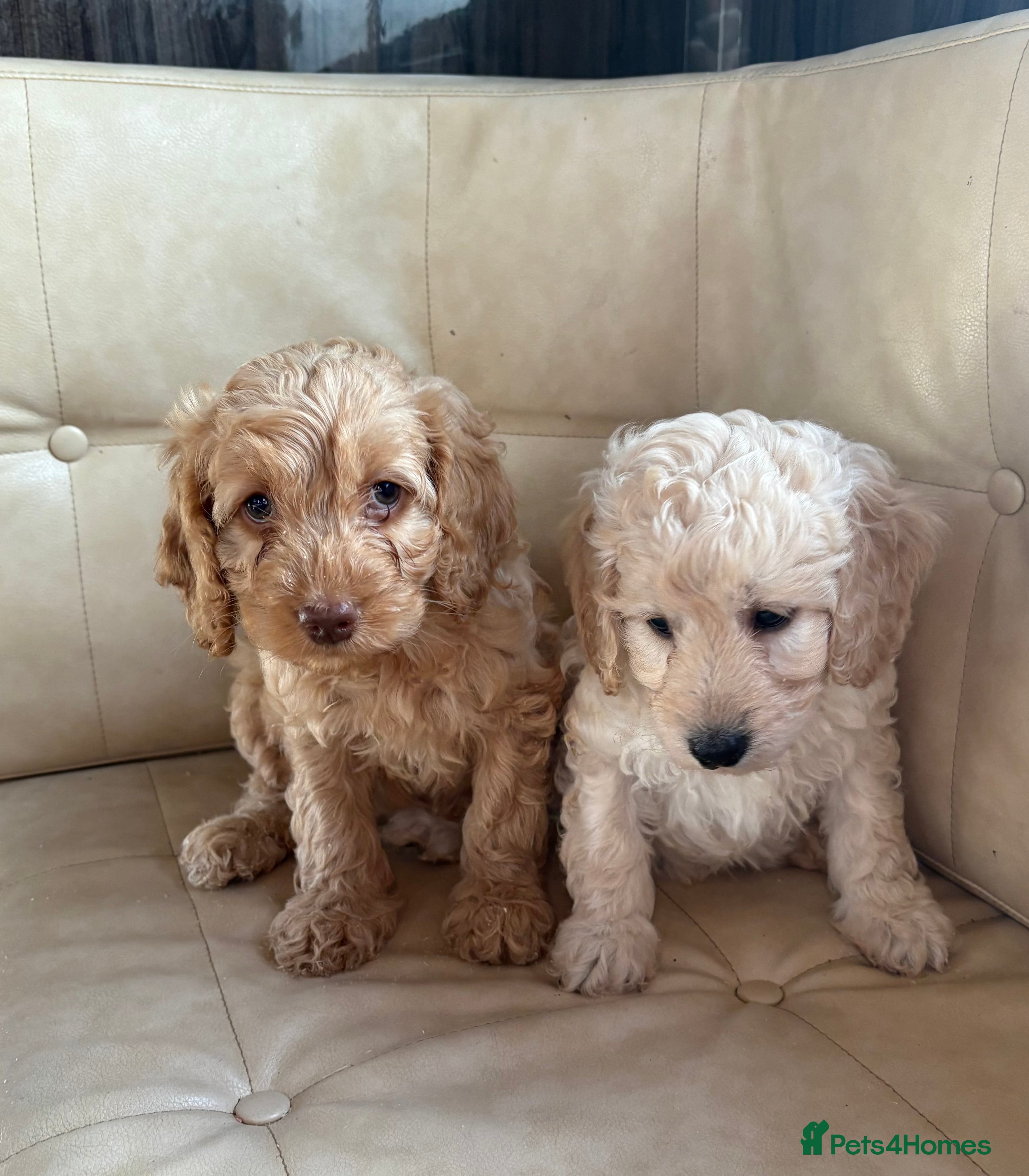 Cockapoo dogs F1B cockapoo litter - Advert 2