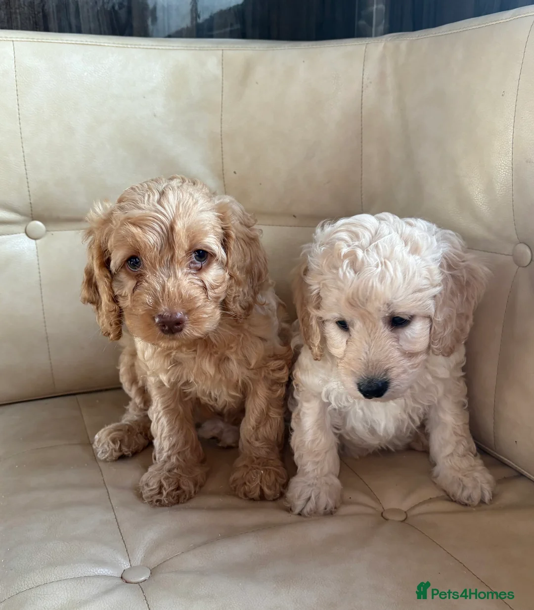 Cockapoo dogs for sale: F1B cockapoo litter - Advert 2