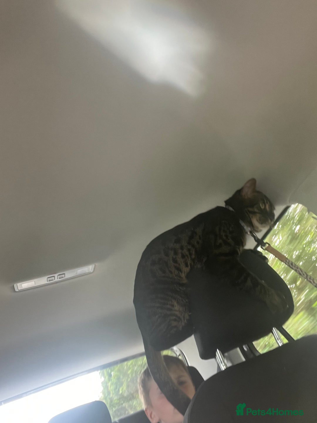 Bengal cats for sale: Snow & charcoal - Image 9