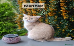 British Shorthair cats for sale: British Shorthair Kittens – Golden & Silver Shaded - Image 5