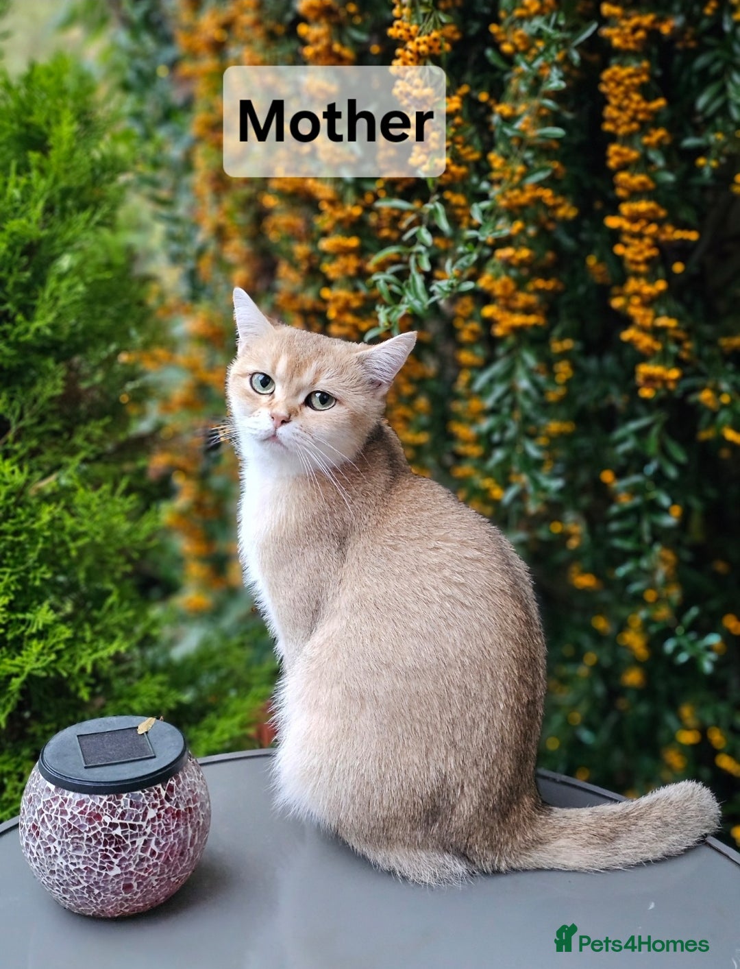 British Shorthair cats for sale: British Shorthair Kittens – Golden & Silver Shaded - Image 5