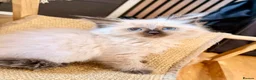 Ragdoll cats for sale: Cherubim Ragdoll - Advert 15