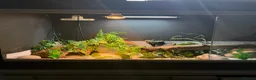Leopard Gecko reptiles for sale: Normal Leopard Gecko - Advert 11