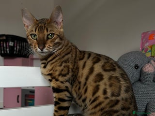 Bengal cats - Advert 5