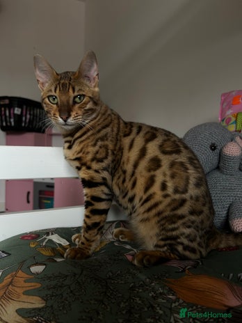 Bengal cats - Advert 3