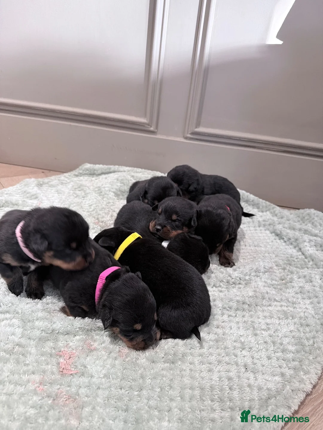 Rottweiler dogs for sale: Rottweiler Puppies For Sale - Advert 5