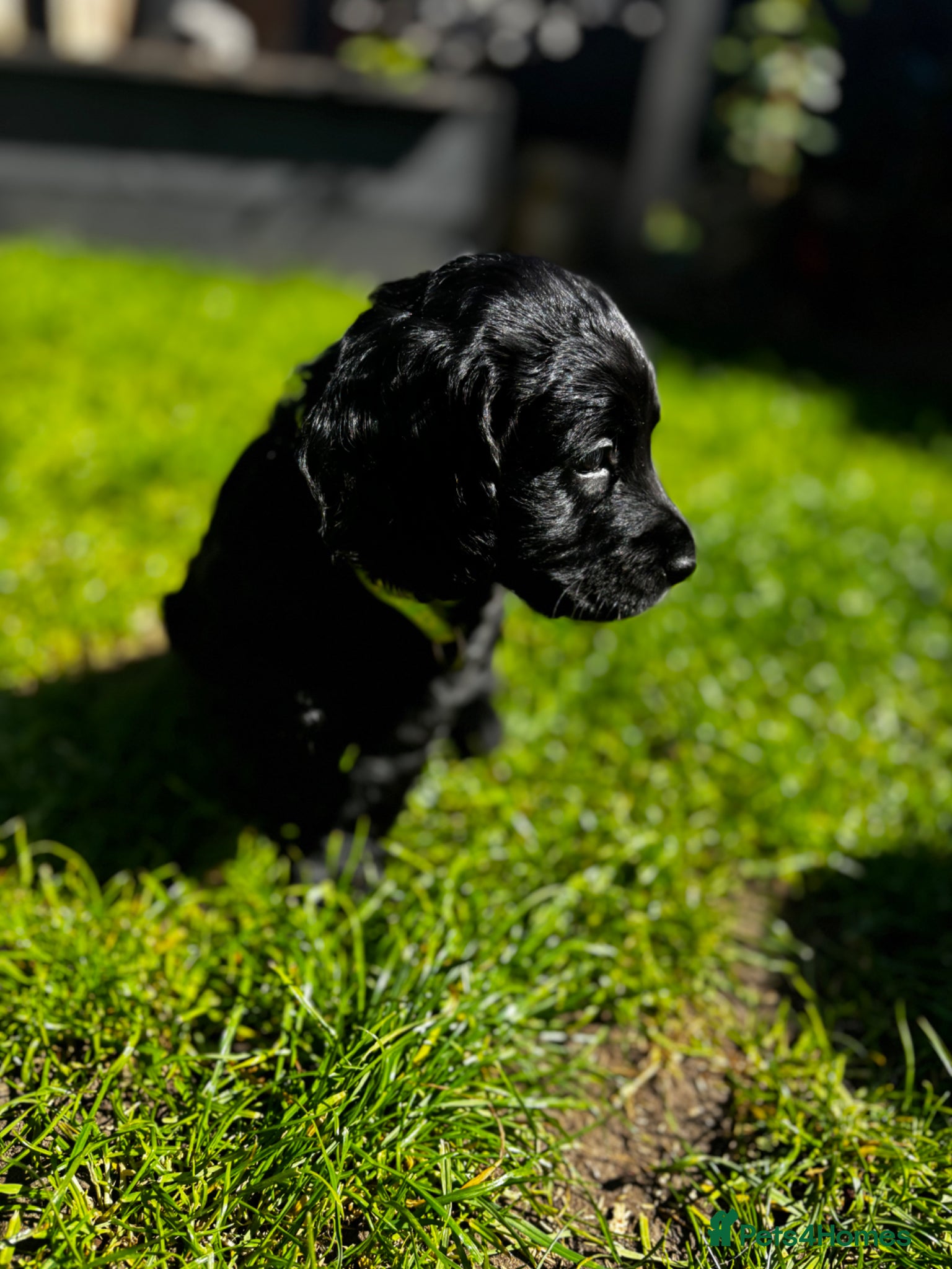 Cockapoo dogs  cockapoo puppy’s ❤️🌟last 3 remaining  - Advert 2