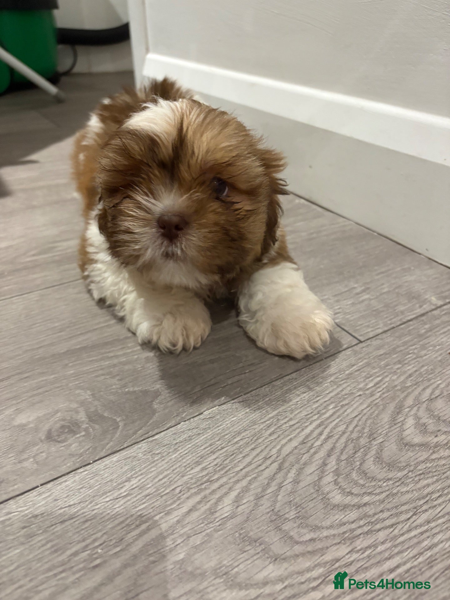 Shih Tzu dogs Shih Tzu - Advert 10