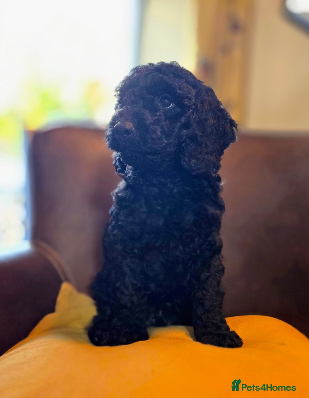 Cockapoo dogs for sale: Stunning F1b cockerpoo male - Advert 18