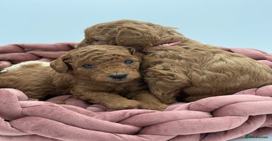 Toy Poodle dogs - Advert 1