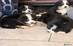 Bernese Mountain Dog dogs for sale: KC Registered BMD Available  - Image 10