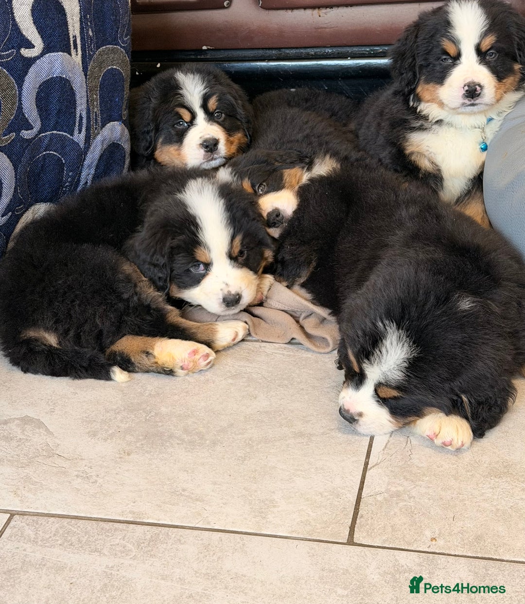 Bernese Mountain Dog dogs for sale: KC Registered BMD Available  - Image 10