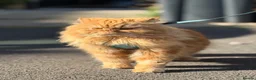 Persian cats for stud: 🏆 Proven Ginger Persian Stud|Experienced|Healthy - Advert 5
