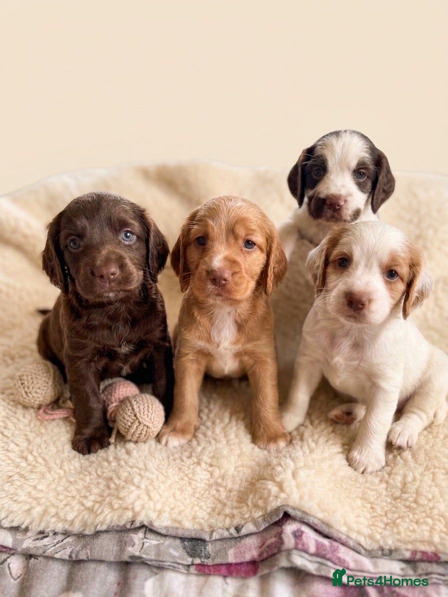Cocker Spaniel dogs Stunning cockers  - Advert 15