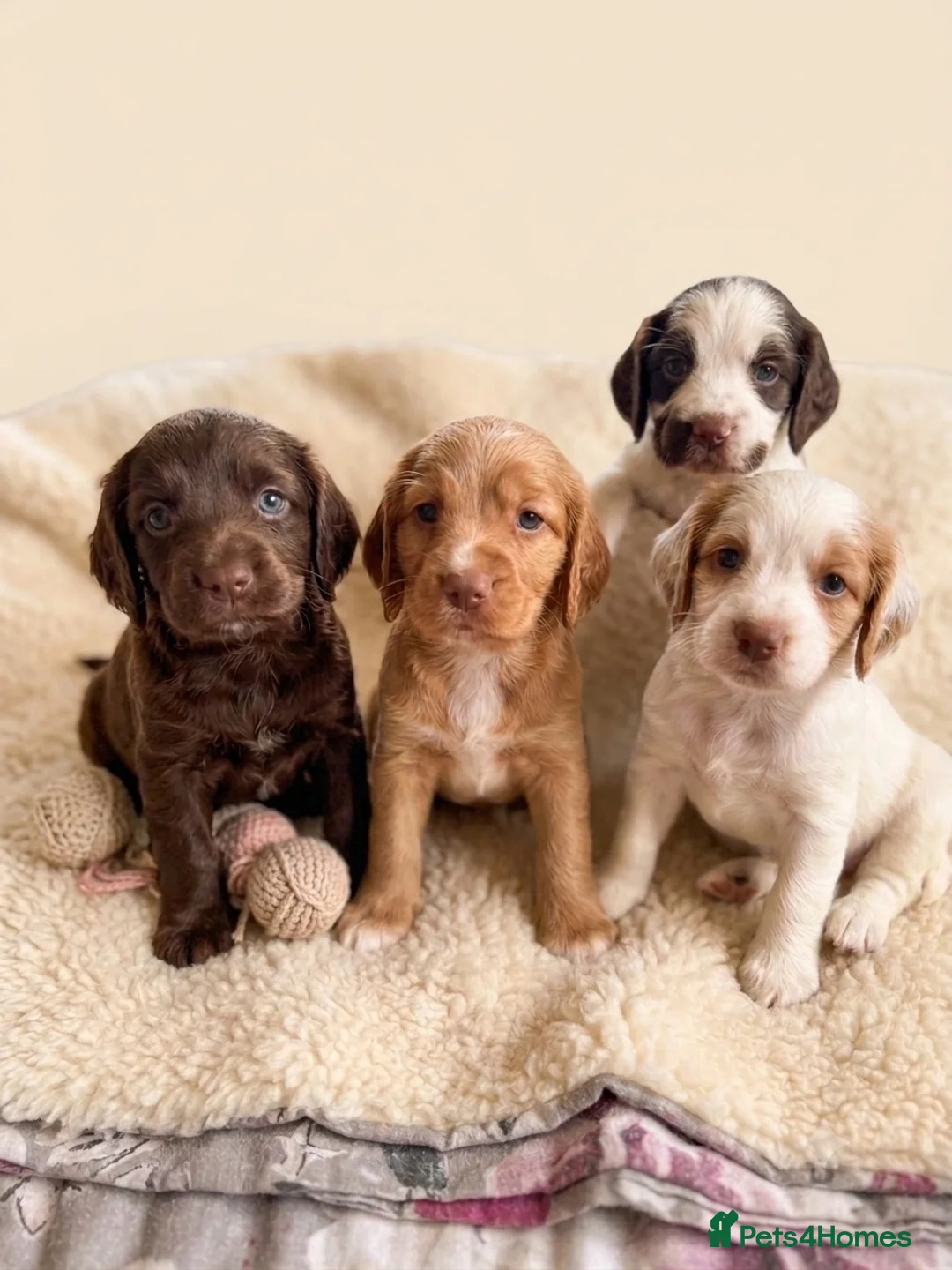 Cocker Spaniel dogs for sale: Stunning cockers  - Advert 1