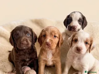 Cocker Spaniel dogs Stunning cockers - Advert 4
