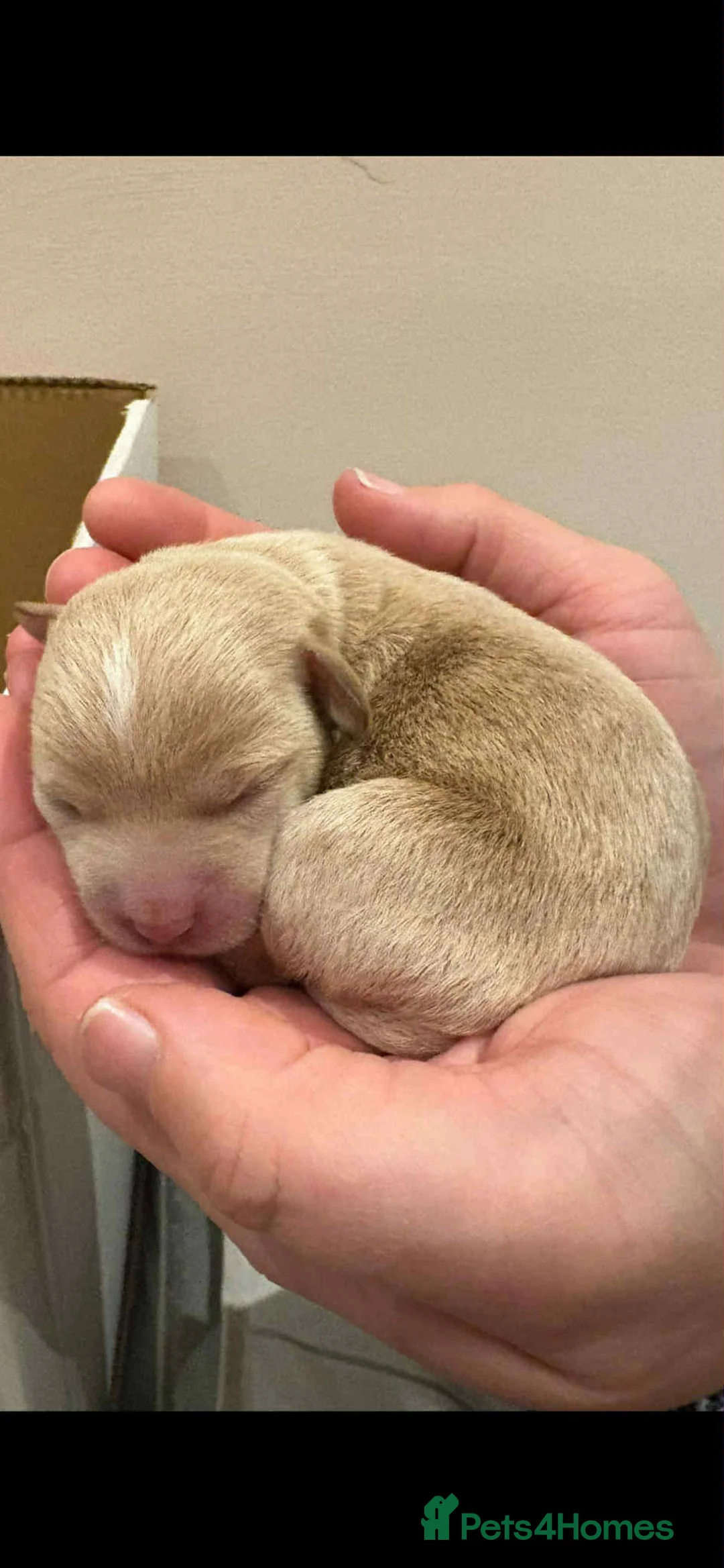 Mixed Breed dogs for sale: Toy poodle mix - Advert 5