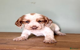 Cocker Spaniel dogs for sale: Gorgeous Cocker Spaniel Litter - Image 12