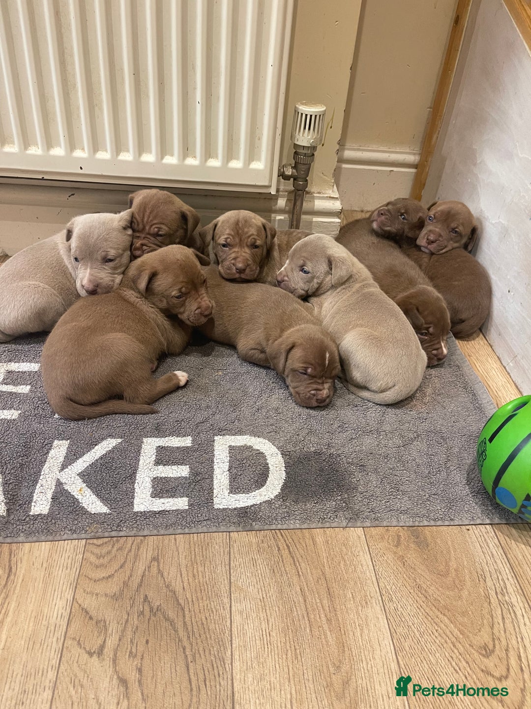 Mixed Breed dogs for sale: 9 Gorgeous pups looking for their forever home - Image 36