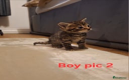 Mixed Breed cats for sale: 1/4 bengal x Britain short hair tabby kittens - Advert 3