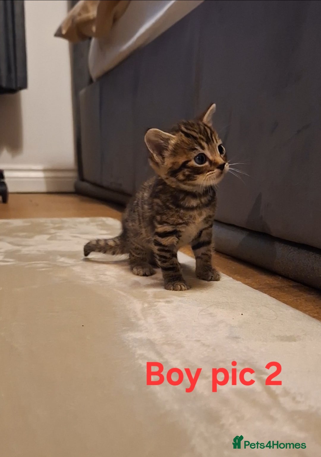 Mixed Breed cats for sale: 1/4 bengal x Britain short hair tabby kittens - Advert 3