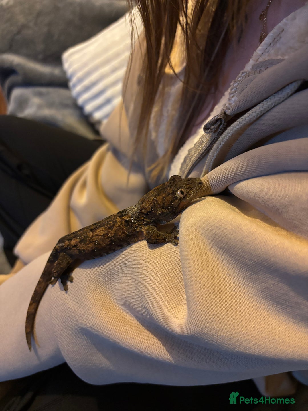 Gecko reptiles for sale: Male Mossy Gecko (Chahoua) - Advert 3