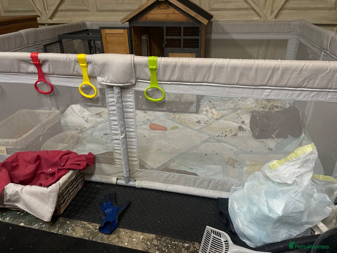 Angora rabbits for sale: Two bonded Angora bunnies for sale - Advert 13