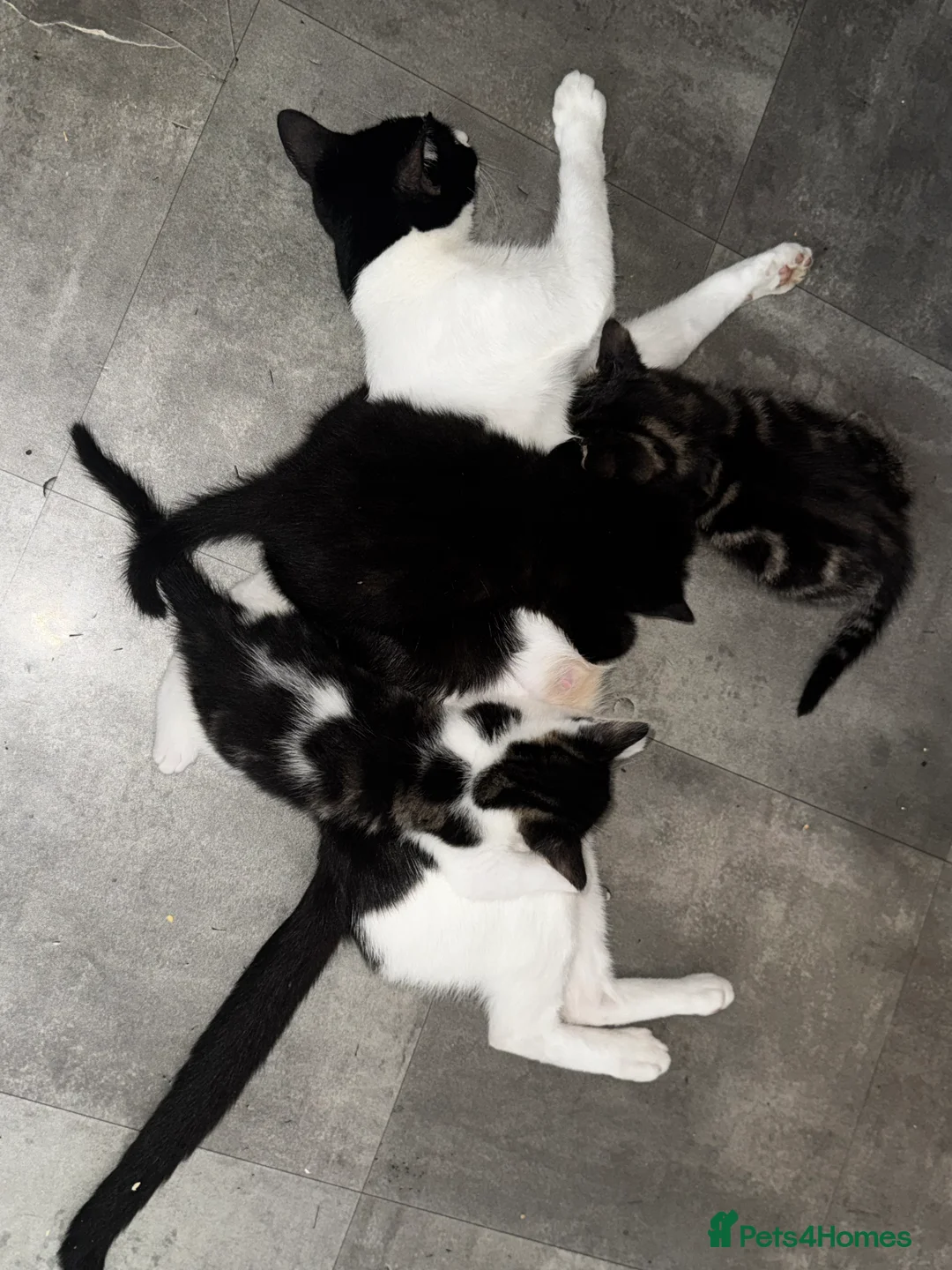 Mixed Breed cats for sale: Potty trained kittens for sale  - Advert 2