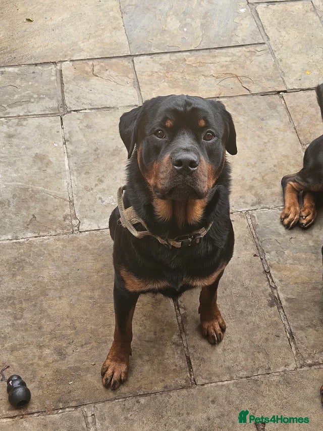 Rottweiler dogs for sale: Phenomenal Rottweiler pups  - Advert 19
