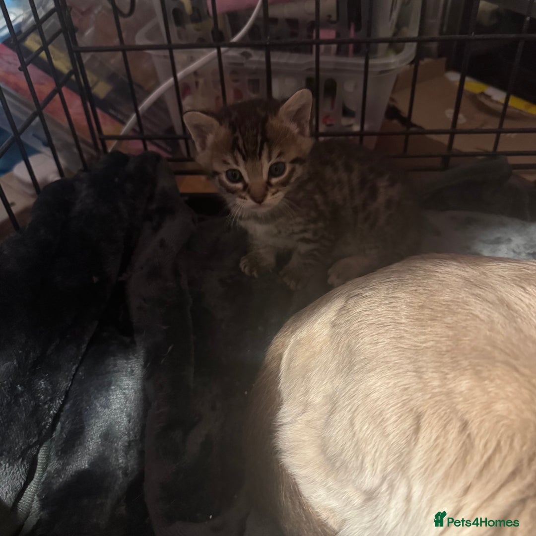 Savannah cats for sale: Only 1 girl savannah still available.  - Advert 11