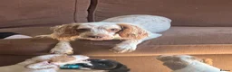 Cocker Spaniel dogs for sale: Kc registered cocker spaniel puppies in Gillingham - Advert 6