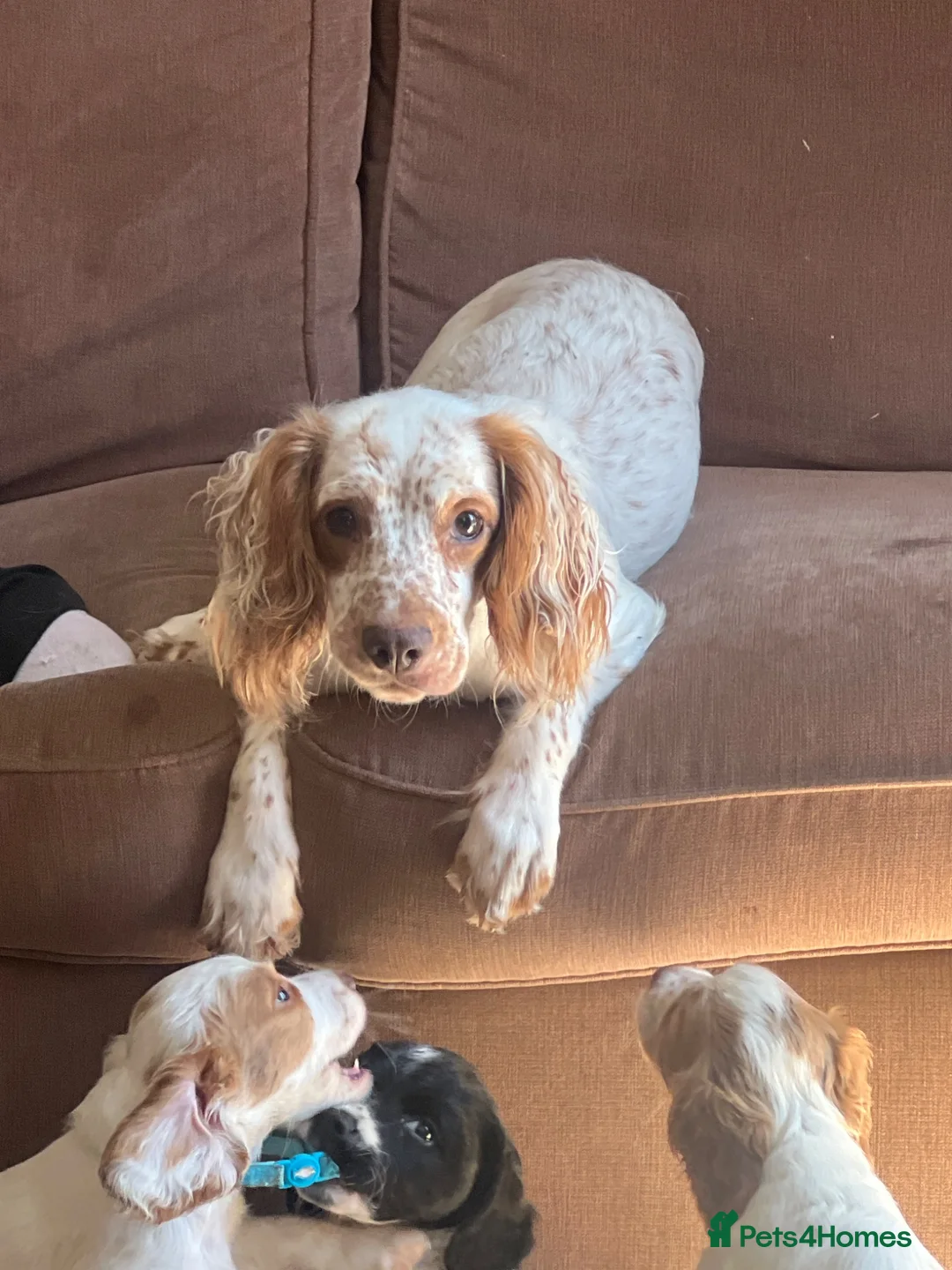 Cocker Spaniel dogs for sale: Kc registered cocker spaniel puppies in Gillingham - Advert 6