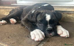 Boxer dogs for sale: Beautiful Boxer Puppies for sale - Image 5
