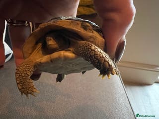 Tortoise reptiles Tortoise and housing for sale - Advert 1