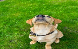 Labrador Retriever dogs for stud: Fox red labrador for stud  - Image 16