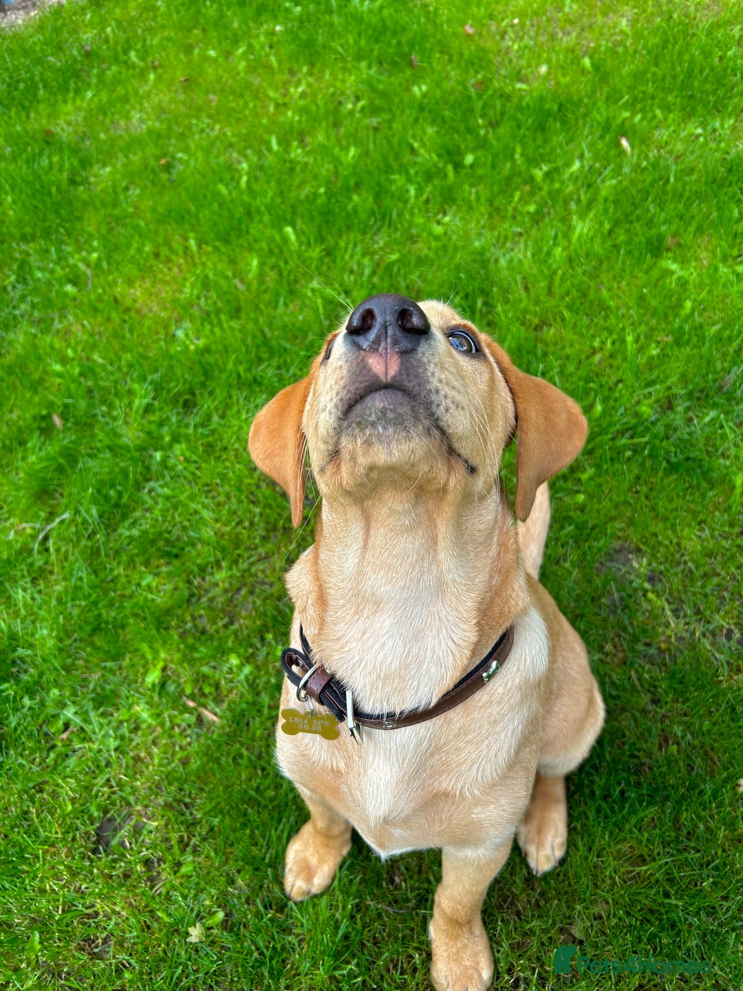 Labrador Retriever dogs for stud: Fox red labrador for stud  - Image 16