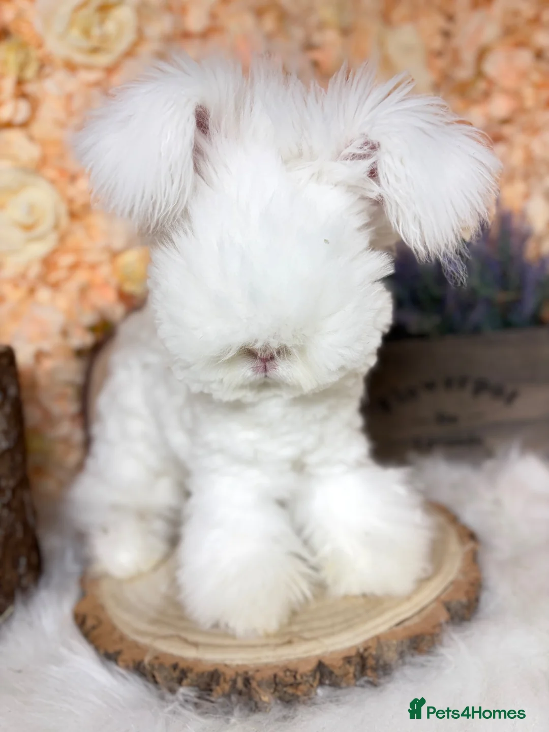 Angora rabbits for sale: PURE PEDIGREE|ENGLISH ANGORA - Advert 28