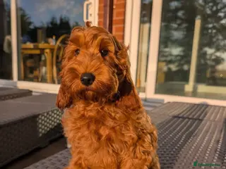 Cockapoo dogs F1b Cockapoo girl - Advert 1
