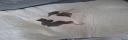 Jack Russell dogs for sale: Jack russell pup - Advert 5