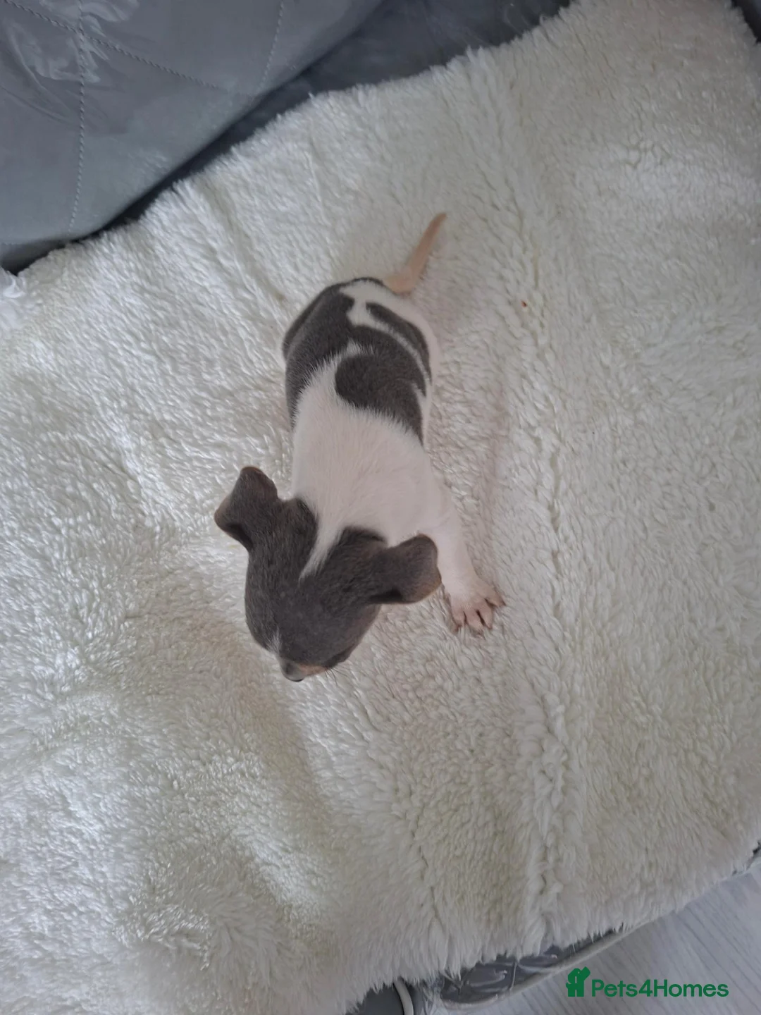 Jack Russell dogs for sale: Jack russell pup - Advert 5